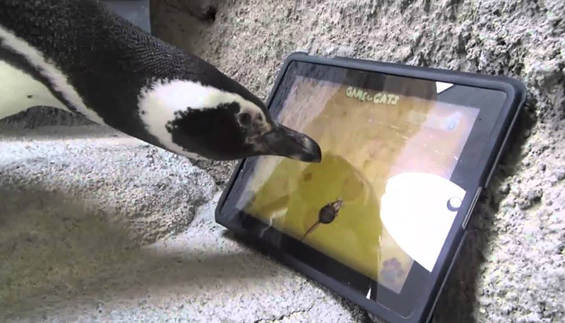 Δείτε τον πιγκουίνο που "παίζει στα δάχτυλά" ένα ipad | Αστεία Βίντεο