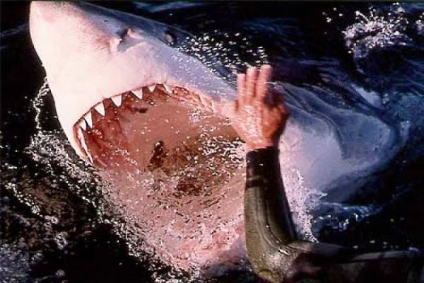 Τον δάγκωσε καρχαρίας στο κεφάλι και επέζησε | Παράξενες Ειδήσεις
