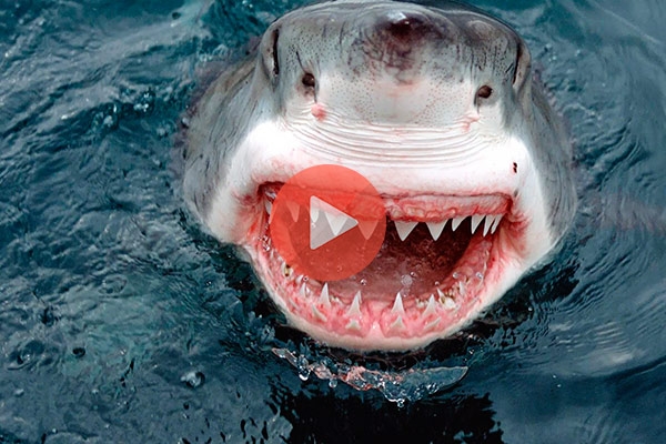 Βίντεο με Καρχαρίες | Λευκός καρχαρίας 6 μέτρων επιτίθεται σε βαρκάκι - Στιγμές πανικού