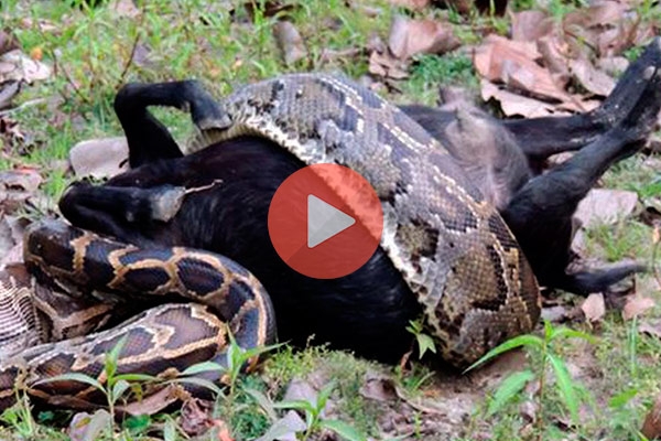 Πύθωνας καταπίνει αμάσητη ολόκληρη κατσίκα | Βίντεο με Φίδια