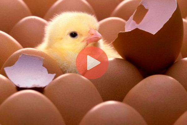 Έσπαγε αυγά για ομελέτα και ξεπηδούσαν ζωντανά κοτοπουλάκια | Viral Βίντεο