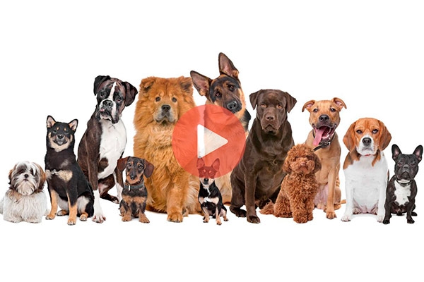 Τι κερδίζεις αν ταΐσεις έναν αδέσποτο σκύλο | Βίντεο με Σκυλιά