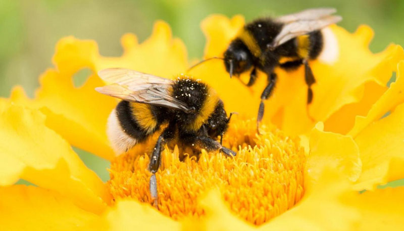 ΗΠΑ: Τον τσίμπησαν χιλιάδες μέλισσες στον κήπο του σπιτιού του!
