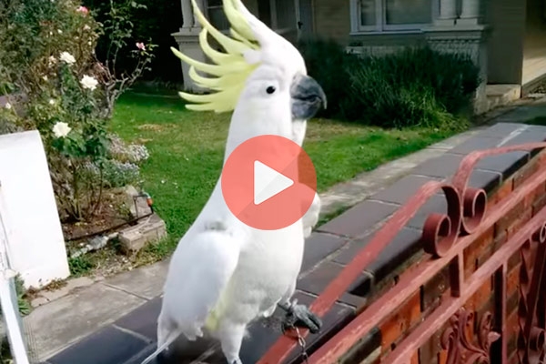 Παπαγάλος στην Αυστραλία τραγουδάει «Σαν πας στην Καλαμάτα» | Viral Βίντεο