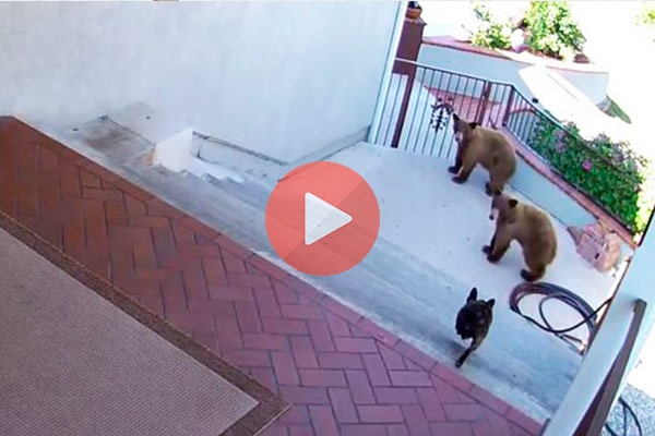 Αυτές οι αρκούδες τα βάλανε με τον λάθος σκύλο | Viral Βίντεο