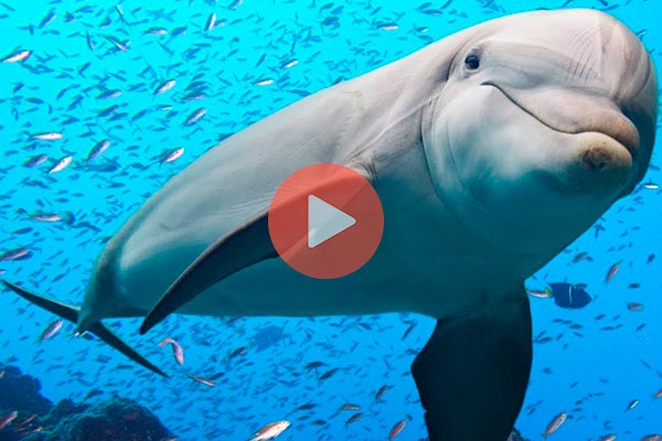 Δελφίνι επιστρέφει smartphone που έπεσε στον ωκεανό στον ιδιοκτήτη του | Viral Video