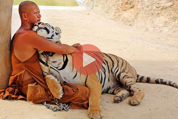 Ο ναός με τις τίγρεις | Παράξενες Ειδήσεις με Βίντεο