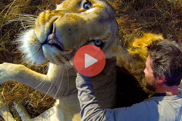 Μασάζ στο λιοντάρι χάδια στην τίγρη και άλλα πολλά απίστευτα | Βίντεο με Ζώα