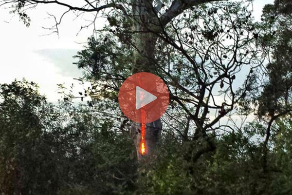 «Το δέντρο του διαβόλου» – Καίγεται μόνο το εσωτερικό του | Περίεργα Νέα και Περίεργες Ειδήσεις