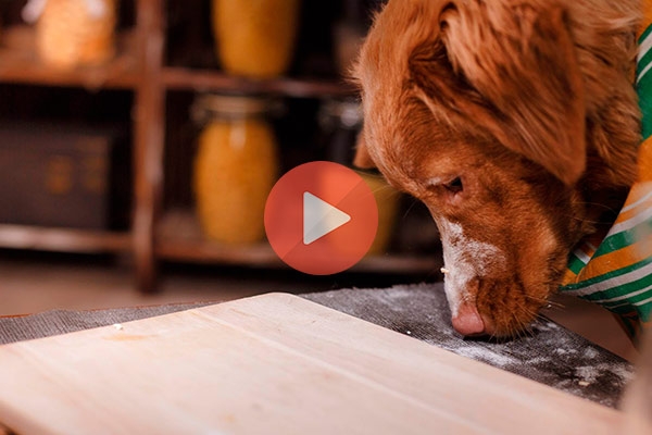 Σκύλος Τρώει σε τραπέζι χρησιμοποιώντας μαχαιροπίρουνα με τα χέρια | Βίντεο με Ζώα