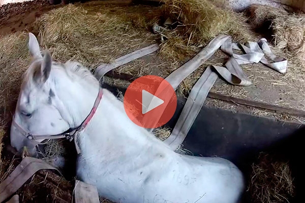 Η συγκινητική στιγμή που ένας ιδιοκτήτης αλόγου λέει στο αυτί του «να μην πεθάνει» | Βίντεο με Ζώα