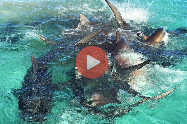 70 καρχαρίες τίγρεις κατασπαράζουν μια φάλαινα | Περίεργα Νέα και Περίεργες Ειδήσεις