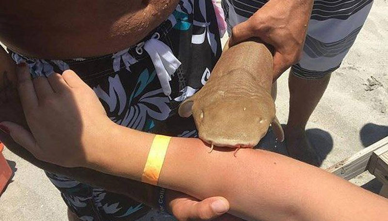 Πήγε στο νοσοκομείο με τον μικρό καρχαρία "καρφωμένο" στο χέρι της