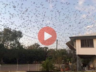 Σκηνές αλά Χίτσκοκ στην Αυστραλία όταν 200.000 νυχτερίδες εισέβαλαν σε πόλη