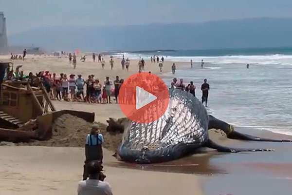Η μεγαλύτερη φάλαινα στον κόσμο ξεβράστηκε σε ακτή της Νότιας Αφρικής