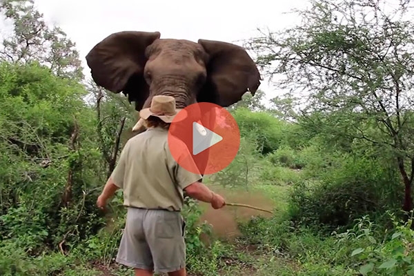 Δείτε στο βίντεο που ακολουθεί την στιγμή που ένας άνδρας σταματάει ελέφαντα με μια κίνηση του χεριού | Βίντεο με ελέφαντες και ζώα