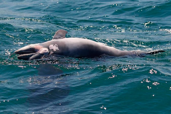 Το θαλάσσιο ρεύμα ξέβρασε στην παραλία της Φτελιάς, το κουφάρι ενός δελφινιού | Μύκονος Ειδήσεις