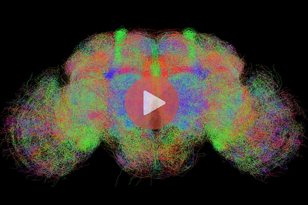 Ο ανθρώπινος εγκέφαλος σε μορφή 3D | Ανθρώπινος Εγκέφαλος