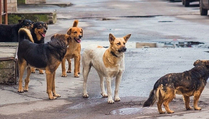Θεσσαλονίκη: Σκυλιά σε αγέλη δάγκωσαν 58 φορές 17χρονη