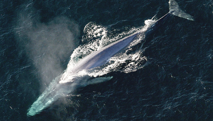 Κάμερα κατέγραψε τη στιγμή που δύο φάλαινες κολυμπούν αγκαλιά