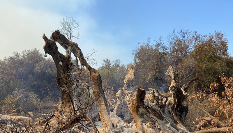 Ελιές 2,500 ετών κάηκαν στη μεγάλη φωτιά της Εύβοιας