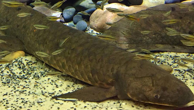 Το γηραιότερο ψάρι στον κόσμο που ζει σε ενυδρείο και τρώει σύκα!